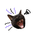 黒猫クロナ（個別スタンプ：21）