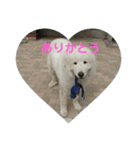 グレートピレニーズの小太郎（個別スタンプ：3）