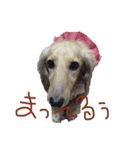 Quuuuuu lovely dog（個別スタンプ：1）