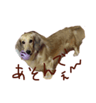 Quuuuuu lovely dog（個別スタンプ：3）