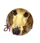 Quuuuuu lovely dog（個別スタンプ：4）