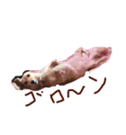 Quuuuuu lovely dog（個別スタンプ：5）