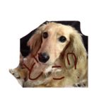 Quuuuuu lovely dog（個別スタンプ：7）