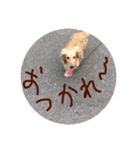 Quuuuuu lovely dog（個別スタンプ：8）