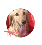 Quuuuuu lovely dog（個別スタンプ：9）