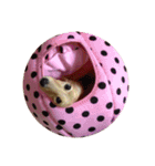 Quuuuuu lovely dog（個別スタンプ：10）