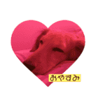 Quuuuuu lovely dog（個別スタンプ：11）