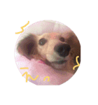 Quuuuuu lovely dog（個別スタンプ：12）