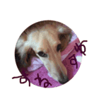 Quuuuuu lovely dog（個別スタンプ：16）