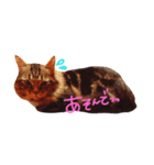 いつも眠いたぬ（個別スタンプ：4）