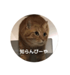 ひよしのどうぶつ（個別スタンプ：18）