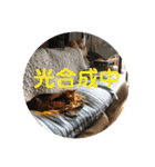 ひよしのどうぶつ（個別スタンプ：29）