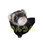 会話フェレット@shan（個別スタンプ：1）