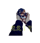 会話フェレット@shan（個別スタンプ：12）