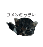 ぐるにゃんモデル子猫V1（個別スタンプ：7）