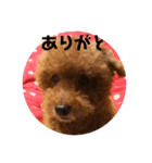 トイプーmintoのスタンプ❤️（個別スタンプ：10）