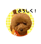 トイプーmintoのスタンプ❤️（個別スタンプ：11）