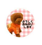 トイプーmintoのスタンプ❤️（個別スタンプ：13）