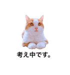 ねこのきもち。イチのきもち。（個別スタンプ：2）