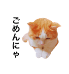 ねこのきもち。イチのきもち。（個別スタンプ：3）