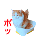 ねこのきもち。イチのきもち。（個別スタンプ：5）