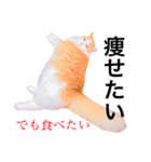 ねこのきもち。イチのきもち。（個別スタンプ：8）