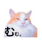 ねこのきもち。イチのきもち。（個別スタンプ：9）