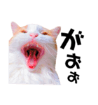 ねこのきもち。イチのきもち。（個別スタンプ：10）