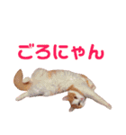 ねこのきもち。イチのきもち。（個別スタンプ：13）