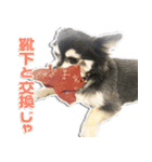 チワワのチャッピー2（個別スタンプ：8）