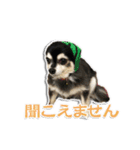 チワワのチャッピー2（個別スタンプ：11）