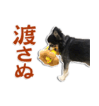 チワワのチャッピー2（個別スタンプ：13）