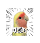 ポヨっとインコ川（個別スタンプ：16）