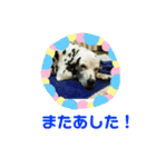 だいすきダルメシアンのフィフ（個別スタンプ：5）
