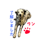 だいすきダルメシアンのフィフ（個別スタンプ：11）