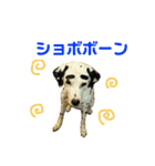 だいすきダルメシアンのフィフ（個別スタンプ：18）