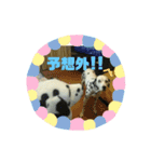 だいすきダルメシアンのフィフ（個別スタンプ：19）