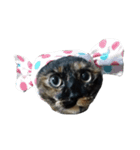 さびねこのわさびちゃん（個別スタンプ：1）