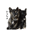 さびねこのわさびちゃん（個別スタンプ：6）
