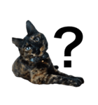 さびねこのわさびちゃん（個別スタンプ：9）