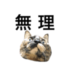 さびねこのわさびちゃん（個別スタンプ：10）