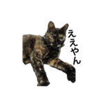 さびねこのわさびちゃん（個別スタンプ：12）