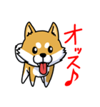 柴犬ぶん太のスタンプ（個別スタンプ：4）