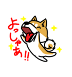 柴犬ぶん太のスタンプ（個別スタンプ：8）