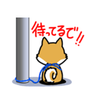 柴犬ぶん太のスタンプ（個別スタンプ：14）