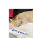 あんじーと14にゃんず17（個別スタンプ：1）