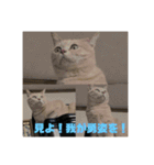 あんじーと14にゃんず17（個別スタンプ：2）