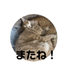 あんじーと14にゃんず17（個別スタンプ：7）
