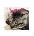 あんじーと14にゃんず17（個別スタンプ：9）