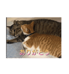 あんじーと14にゃんず17（個別スタンプ：16）